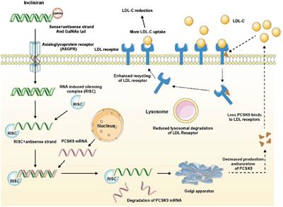 Inclisiran: a new generation of lipid-lowering siRNA therapeutic